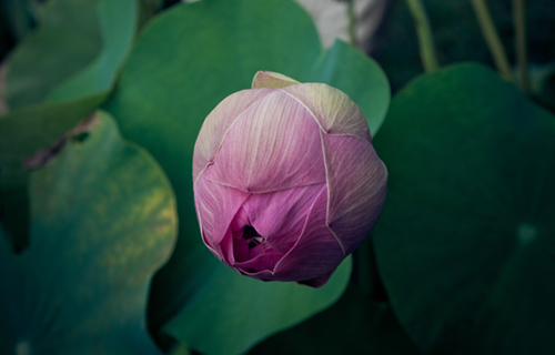 Flower in front of Buddha sculpture